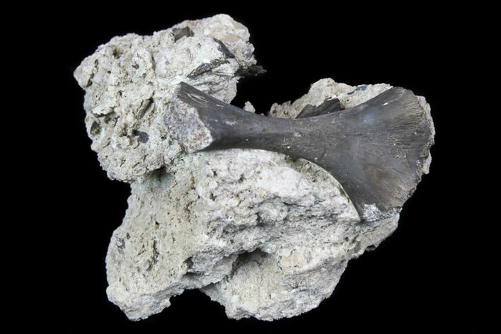 Permian Reptile Humerus In Rock - Oklahoma #77994